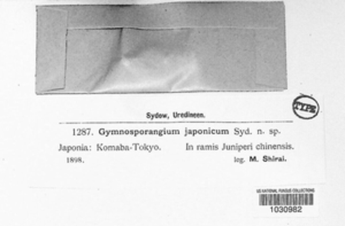 Gymnosporangium asiaticum image
